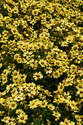UpTick Yellow and Red Tickseed (Coreopsis 'Baluptowed') at Thies Farm & Greenhouses
