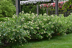 Button Bush (Cephalanthus occidentalis) at Thies Farm & Greenhouses