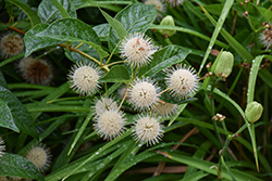 Button Bush (Cephalanthus occidentalis) at Thies Farm & Greenhouses