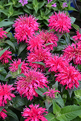 Balmy Rose Beebalm (Monarda didyma 'Balbalmose') at Thies Farm & Greenhouses