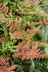 Brilliance Autumn Fern (Dryopteris erythrosora 'Brilliance') at Thies Farm & Greenhouses