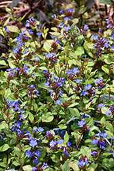 Plumbago (Ceratostigma plumbaginoides) at Thies Farm & Greenhouses