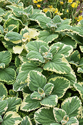 Lemon Twist Plectranthus (Plectranthus 'Lemon Twist') at Thies Farm & Greenhouses