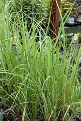 Switch Grass (Panicum virgatum) at Thies Farm & Greenhouses