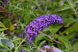 Monarch Blue Knight Butterfly Bush (Buddleia 'Blue Knight') at Thies Farm & Greenhouses