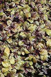 Bronze Beauty Bugleweed (Ajuga reptans 'Bronze Beauty') at Thies Farm & Greenhouses