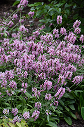 Pink Cotton Candy Betony (Stachys officinalis 'Pink Cotton Candy') at Thies Farm & Greenhouses