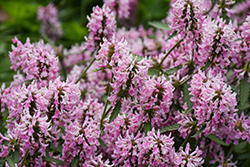 Pink Cotton Candy Betony (Stachys officinalis 'Pink Cotton Candy') at Thies Farm & Greenhouses