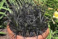 Black Mondo Grass (Ophiopogon planiscapus 'Nigrescens') at Thies Farm & Greenhouses