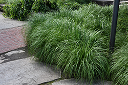 Fountain Grass (Pennisetum alopecuroides) at Thies Farm & Greenhouses