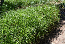 Palm Sedge (Carex muskingumensis) at Thies Farm & Greenhouses