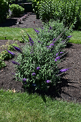 Monarch Blue Knight Butterfly Bush (Buddleia 'Blue Knight') at Thies Farm & Greenhouses