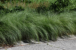 Prairie Dropseed (Sporobolus heterolepis) at Thies Farm & Greenhouses