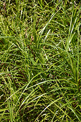 Palm Sedge (Carex muskingumensis) at Thies Farm & Greenhouses