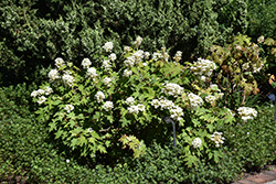Pee Wee Hydrangea (Hydrangea quercifolia 'Pee Wee') at Thies Farm & Greenhouses