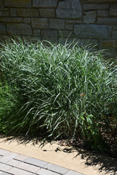 Switch Grass (Panicum virgatum) at Thies Farm & Greenhouses