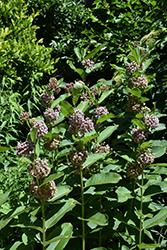 Common Milkweed (Asclepias syriaca) at Thies Farm & Greenhouses