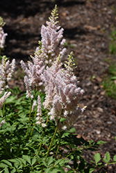 Milk and Honey Astilbe (Astilbe chinensis 'Milk and Honey') at Thies Farm & Greenhouses
