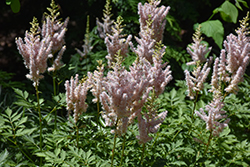 Milk and Honey Astilbe (Astilbe chinensis 'Milk and Honey') at Thies Farm & Greenhouses