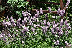 Pink Cotton Candy Betony (Stachys officinalis 'Pink Cotton Candy') at Thies Farm & Greenhouses