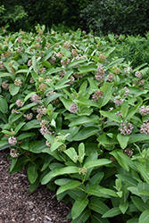 Common Milkweed (Asclepias syriaca) at Thies Farm & Greenhouses