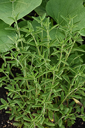 Sweetleaf (Stevia rebaudiana) at Thies Farm & Greenhouses
