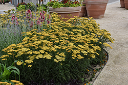 Terra Cotta Yarrow (Achillea 'Terra Cotta') at Thies Farm & Greenhouses
