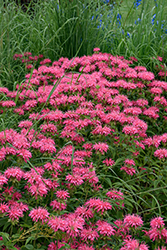 Marshall's Delight Beebalm (Monarda 'Marshall's Delight') at Thies Farm & Greenhouses