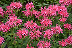 Marshall's Delight Beebalm (Monarda 'Marshall's Delight') at Thies Farm & Greenhouses