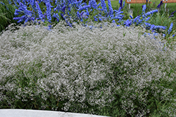 Common Baby's Breath (Gypsophila paniculata) at Thies Farm & Greenhouses