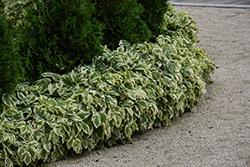 Variegated Bishop's Goutweed (Aegopodium podagraria 'Variegata') at Thies Farm & Greenhouses