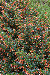 Vermillionaire Large Firecracker Plant (Cuphea 'Vermillionaire') at Thies Farm & Greenhouses