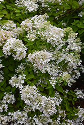 Pee Gee Hydrangea (Hydrangea paniculata 'Grandiflora') at Thies Farm & Greenhouses