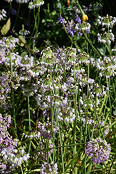 Nodding Onion (Allium cernuum) at Thies Farm & Greenhouses