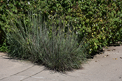 Little Bluestem (Schizachyrium scoparium) at Thies Farm & Greenhouses