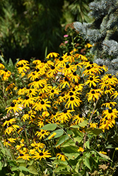 Orange Coneflower (Rudbeckia fulgida) at Thies Farm & Greenhouses