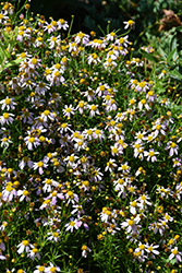 Pink Tickseed (Coreopsis rosea) at Thies Farm & Greenhouses