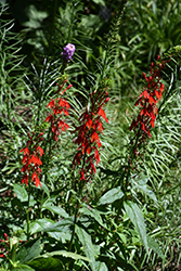 Cardinal Flower (Lobelia cardinalis) at Thies Farm & Greenhouses