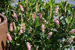 Ruby Spice Summersweet (Clethra alnifolia 'Ruby Spice') at Thies Farm & Greenhouses