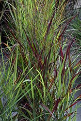 Shenandoah Reed Switch Grass (Panicum virgatum 'Shenandoah') at Thies Farm & Greenhouses