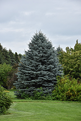Fat Albert Blue Spruce (Picea pungens 'Fat Albert') at Thies Farm & Greenhouses