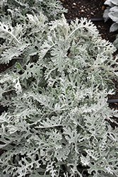 Silver Dust Dusty Miller (Senecio cineraria 'Silver Dust') at Thies Farm & Greenhouses