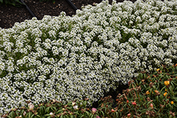 Snow Crystals Alyssum (Lobularia maritima 'Snow Crystals') at Thies Farm & Greenhouses