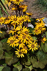 Midnight Lady Rayflower (Ligularia dentata 'Midnight Lady') at Thies Farm & Greenhouses