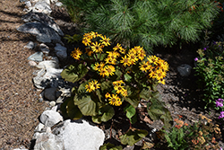 Midnight Lady Rayflower (Ligularia dentata 'Midnight Lady') at Thies Farm & Greenhouses