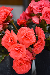 Solenia Dark Pink Begonia (Begonia x hiemalis 'Solenia Dark Pink') at Thies Farm & Greenhouses