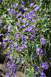 Sapphire Showers Duranta (Duranta erecta 'Sapphire Showers') at Thies Farm & Greenhouses