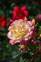 Oso Easy Italian Ice Rose (Rosa 'Chewnicebell') at Thies Farm & Greenhouses