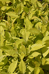 Prairie Fire Dogwood (Cornus alba 'Prairie Fire') at Thies Farm & Greenhouses