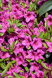 Girard's Purple Azalea (Rhododendron 'Girard's Purple') at Thies Farm & Greenhouses